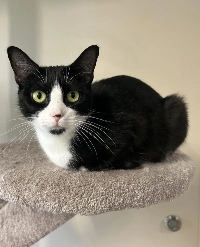 An adult medium-sized female Black & White / Tuxedo Domestic Short Hair cat named Maggie for adoption in Arlington, VT