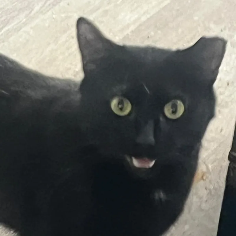 An adult small-sized male Black Domestic Short Hair cat named Kebob for adoption in Winchester, VA