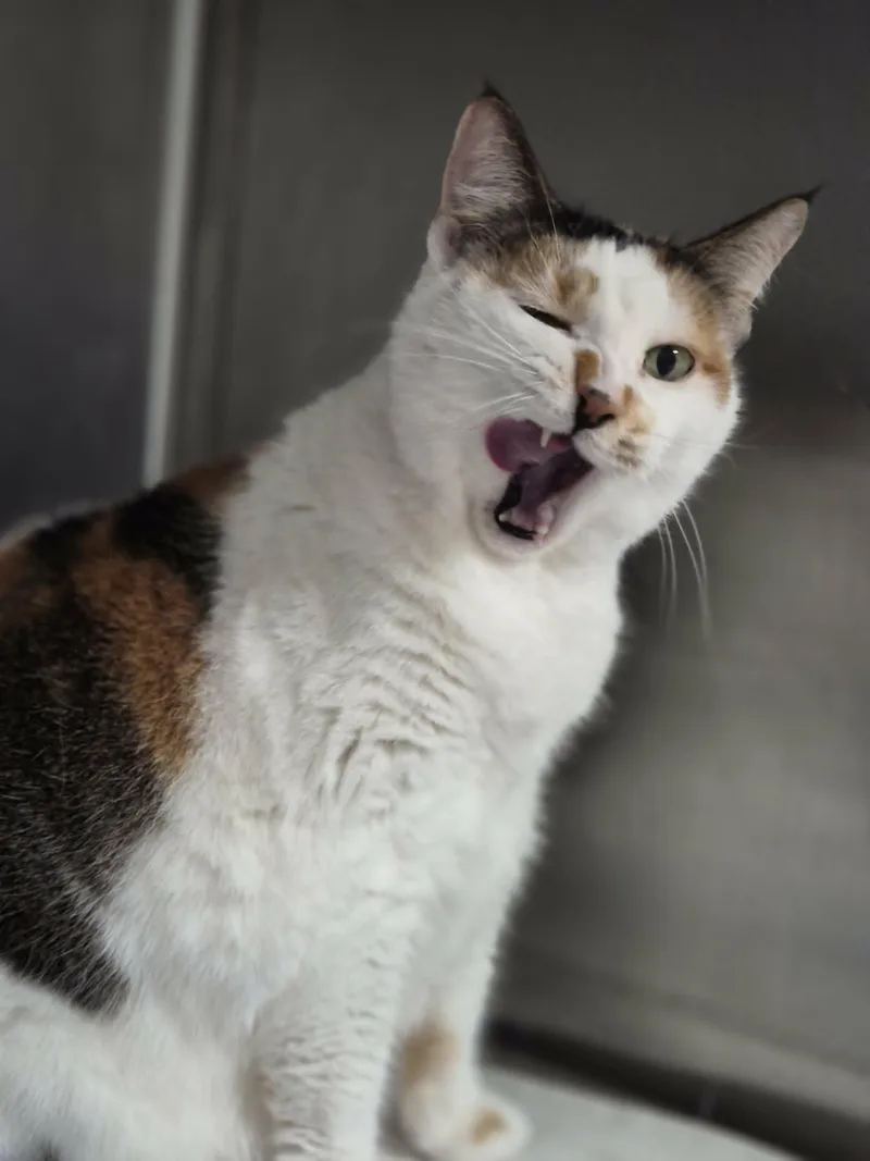 A senior medium-sized female Calico cat named Lucy for adoption in West Palm Beach, FL