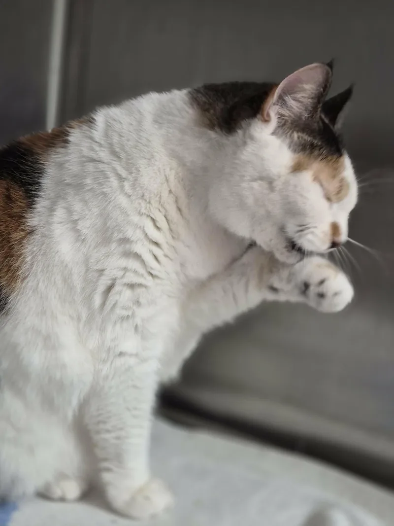 Lucy thumbnail 3