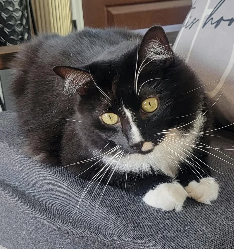 An adult medium-sized male Tuxedo cat named Robin for adoption in New York, NY