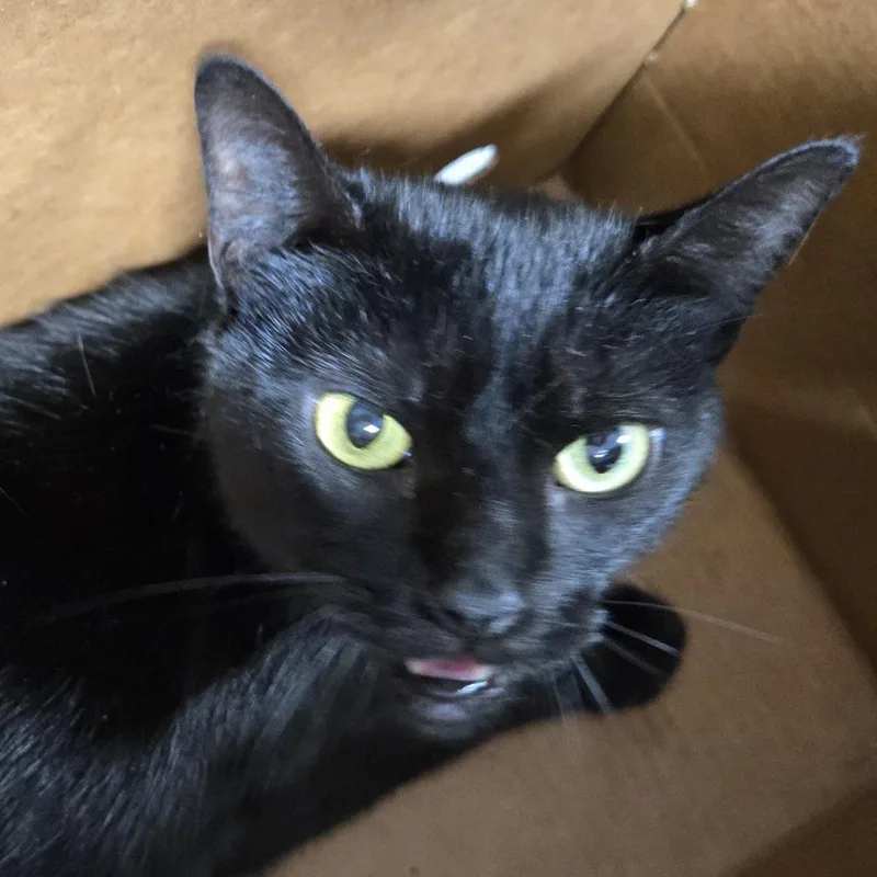 A young medium-sized female Black Domestic Short Hair cat named Violet for adoption in Newark, NJ