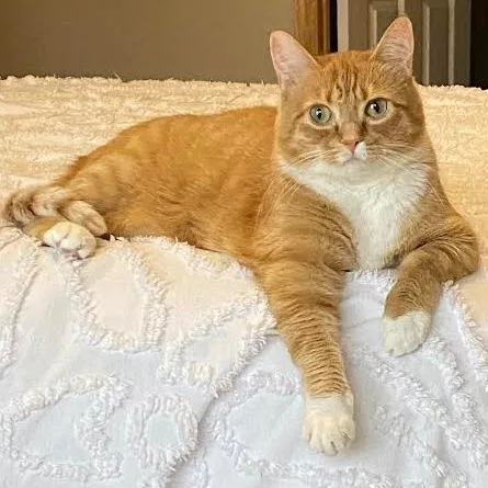 An adult large-sized female Orange / Red Domestic Short Hair cat named Breadstick C for adoption in Princeton, MN