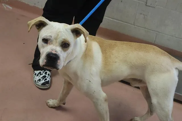 A young large-sized male Mixed Breed dog named Briar for adoption in Columbia, SC