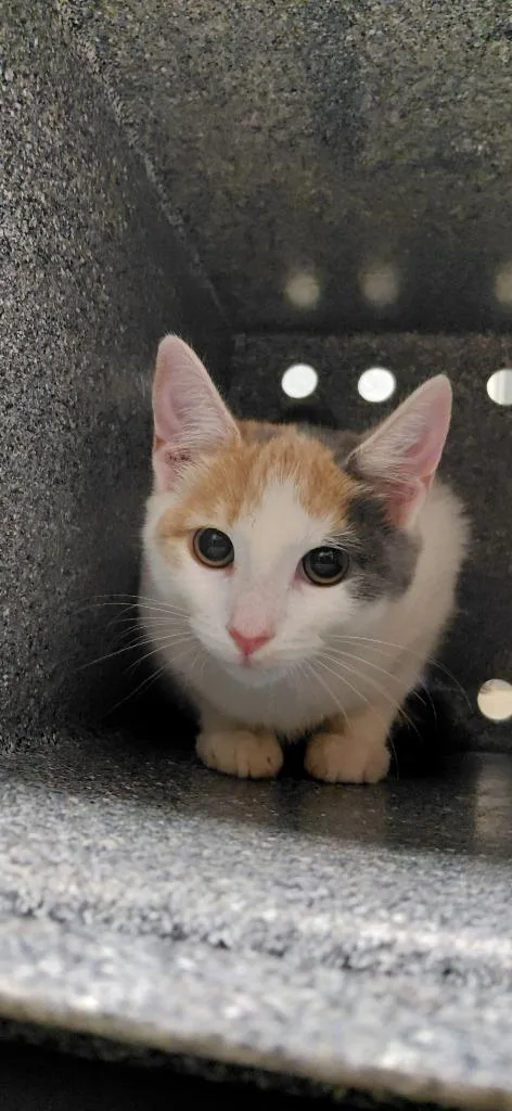 A baby small-sized female Domestic Short Hair cat named Celeste for adoption in Henderson, NC