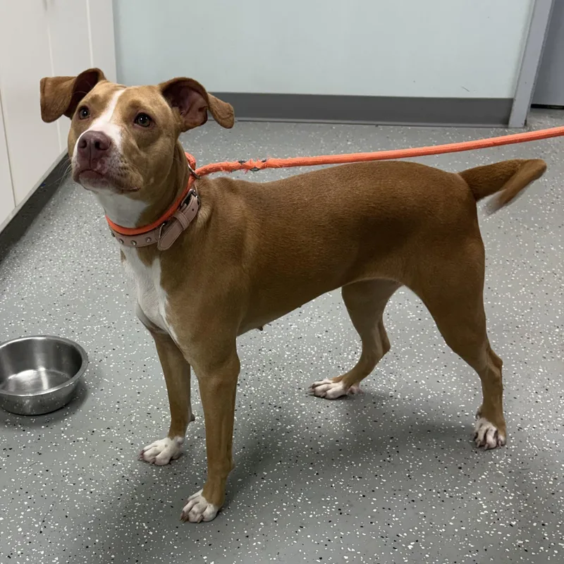 A young medium-sized female Red / Chestnut / Orange Vizsla dog named Vega for adoption in Bardstown, KY