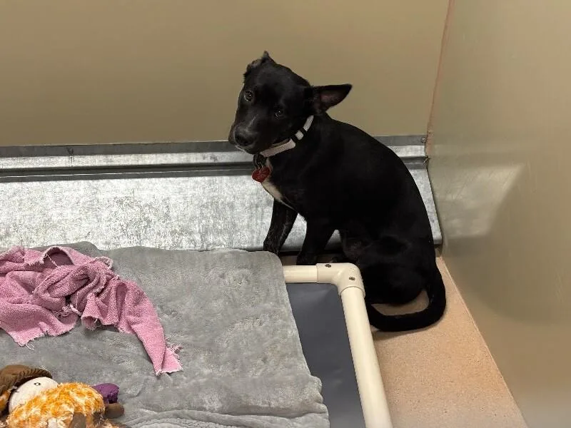 A young medium-sized female Black Mixed Breed dog named Vera for adoption in Fort Collins, CO