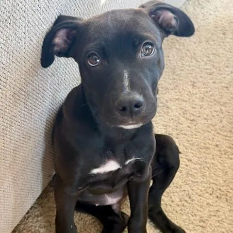 A baby small-sized male Black Mixed Breed dog named Quaroon for adoption in Fredericksburg, VA