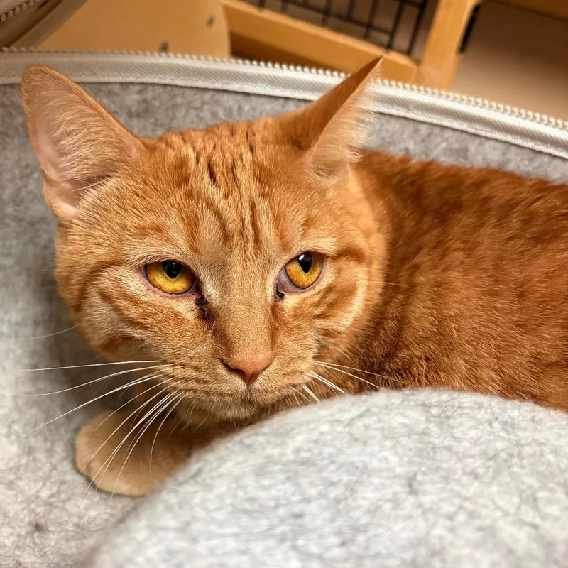 A young medium-sized female Domestic Short Hair cat named Princess Peach for adoption in Joshua Tree, CA