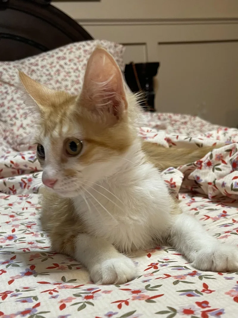 A young medium-sized male Tabby (Orange / Red) Domestic Medium Hair cat named Chad for adoption in san antonio, TX