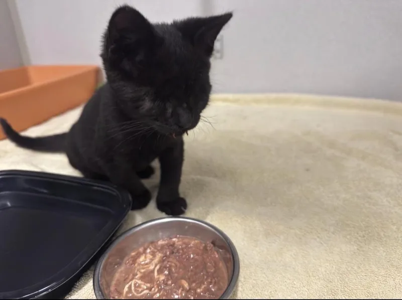 A baby small-sized female Black Domestic Short Hair cat named Echo for adoption in Oceanside, CA