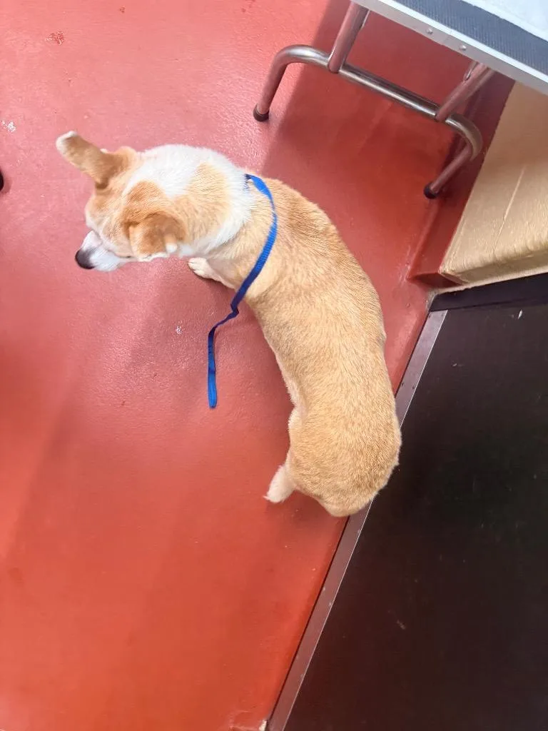 A young medium-sized female Mixed Breed dog named Lady for adoption in Douglasville, GA