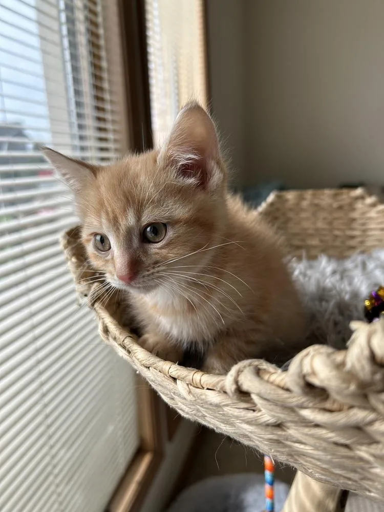 A baby medium-sized male Tabby (Orange / Red) Domestic Short Hair cat named Rooney for adoption in Clinton Township, MI