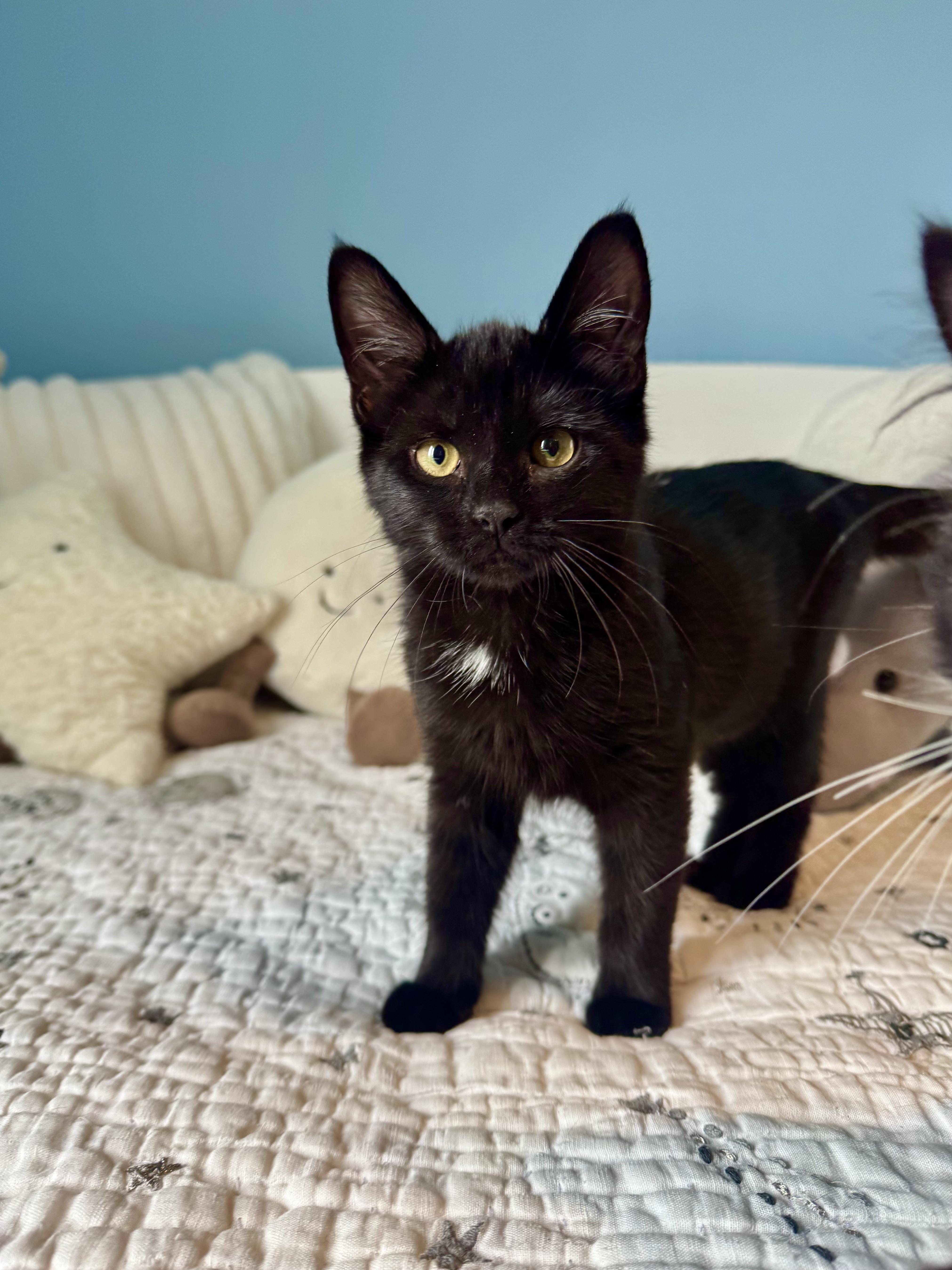 A baby large-sized female Domestic Short Hair cat named Paris for adoption in Ramsey, NJ