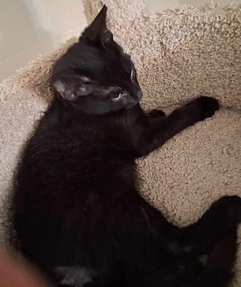A baby medium-sized male Black Domestic Short Hair cat named Oscar for adoption in Oviedo, FL