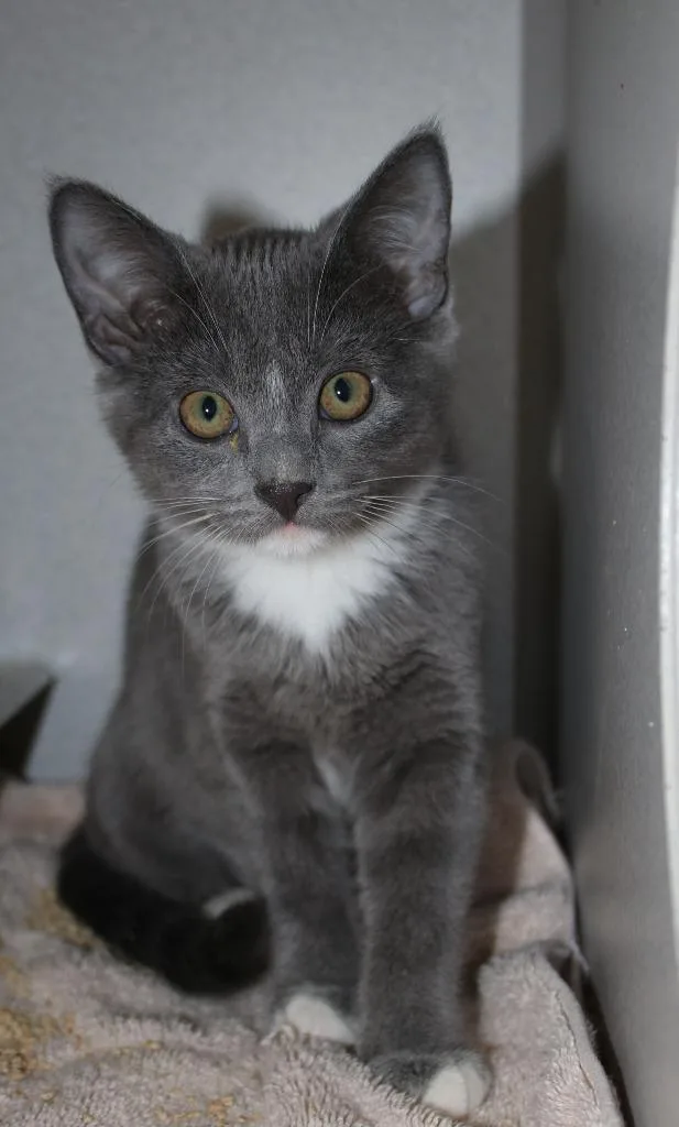 A baby medium-sized female Domestic Short Hair cat named Painter for adoption in Shoreline, WA