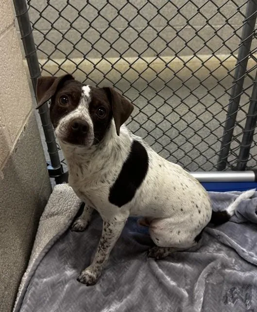 An adult small-sized male Beagle dog named Coco for adoption in Statesville, NC