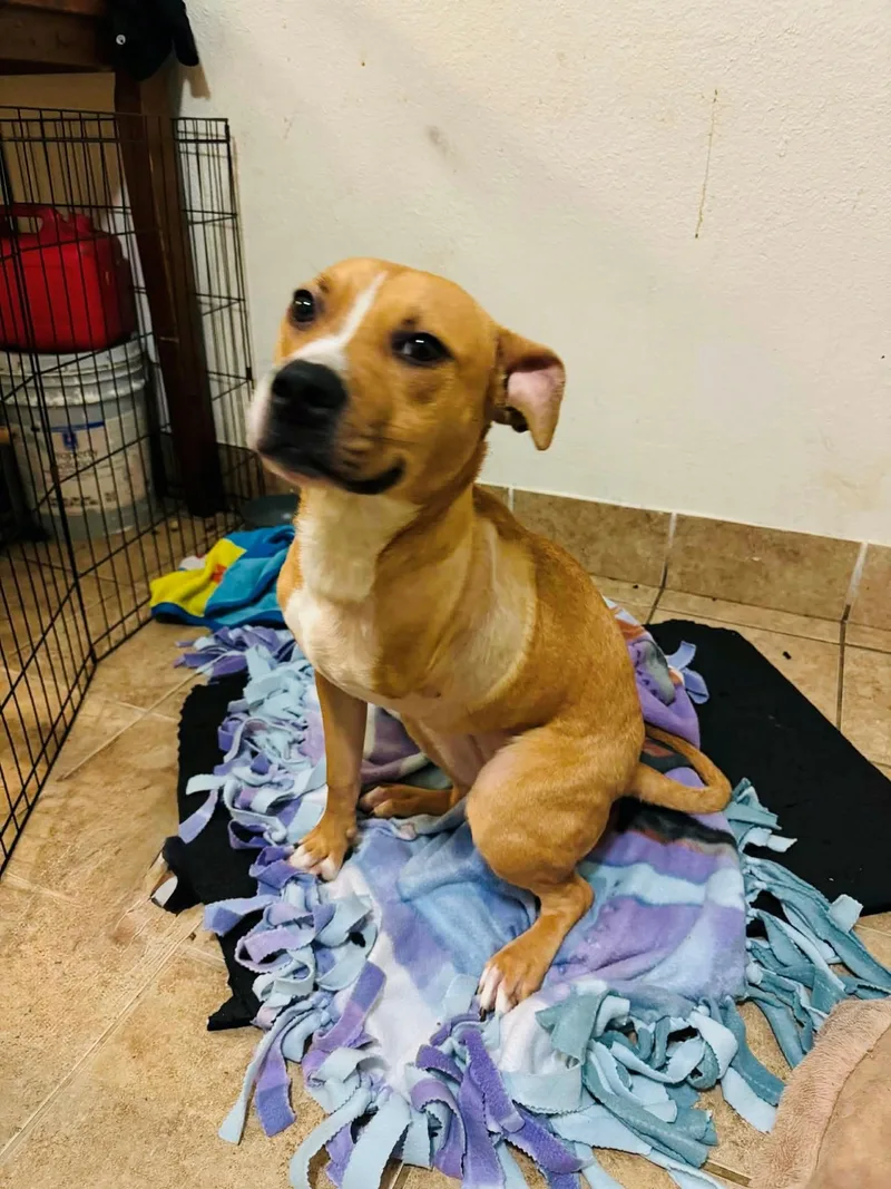 An adult medium-sized male Apricot / Beige American Staffordshire Terrier dog named Nemo for adoption in San Antonio, TX