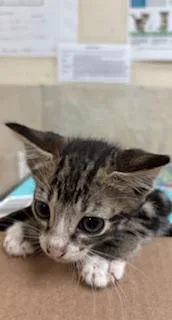 A baby small-sized female Domestic Short Hair cat named Purla for adoption in Honolulu, HI