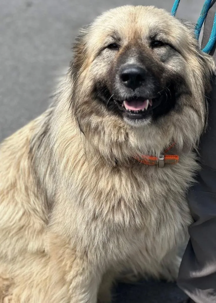 An adult large-sized female Anatolian Shepherd dog named Honey for adoption in Elizabethton, TN