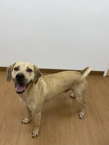 An adult large-sized male Mixed Breed dog named Hummus for adoption in Melbourne, FL