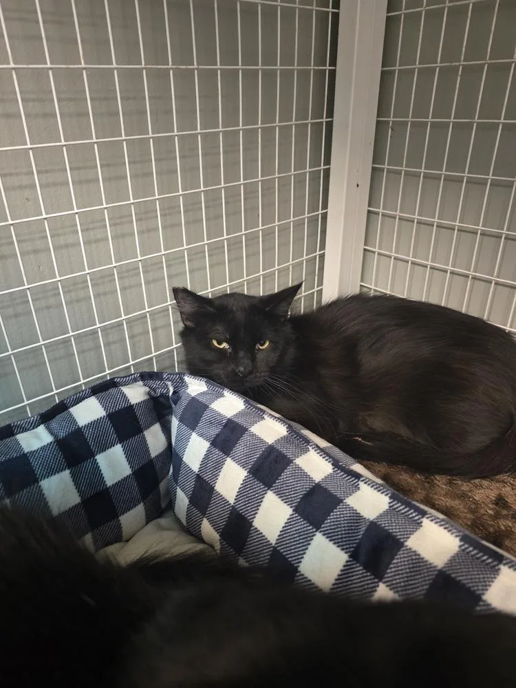 A young large-sized female Black Domestic Medium Hair cat named Iris for adoption in Vancouver, WA