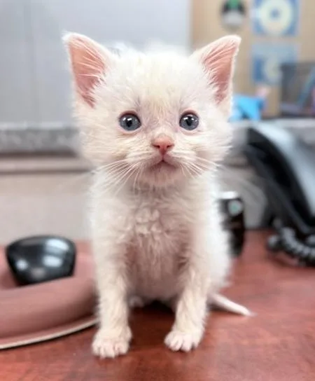 A baby small-sized male Domestic Short Hair cat named Jacquees for adoption in Los Angeles, CA