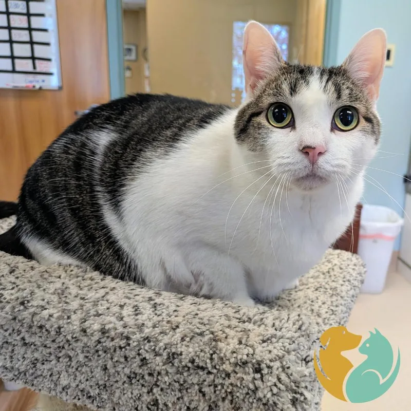 An adult extra large-sized female Buff / Tan / Fawn Domestic Short Hair cat named Tinkywinky for adoption in Toledo, OH