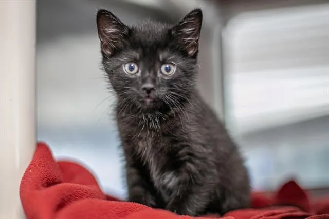 A baby small-sized male Domestic Short Hair cat named Luke for adoption in Charlotte, NC