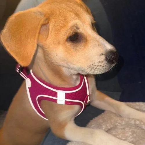 Poppy