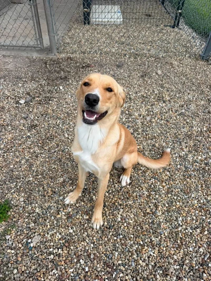 An adult medium-sized female Yellow / Tan / Blond / Fawn Labrador Retriever dog named Hope for adoption in Clinton, IL