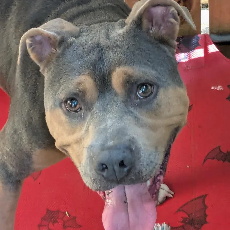 Smuggler thumbnail 2