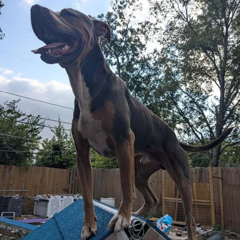 Smuggler thumbnail 3