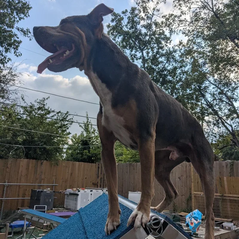 Smuggler thumbnail 4