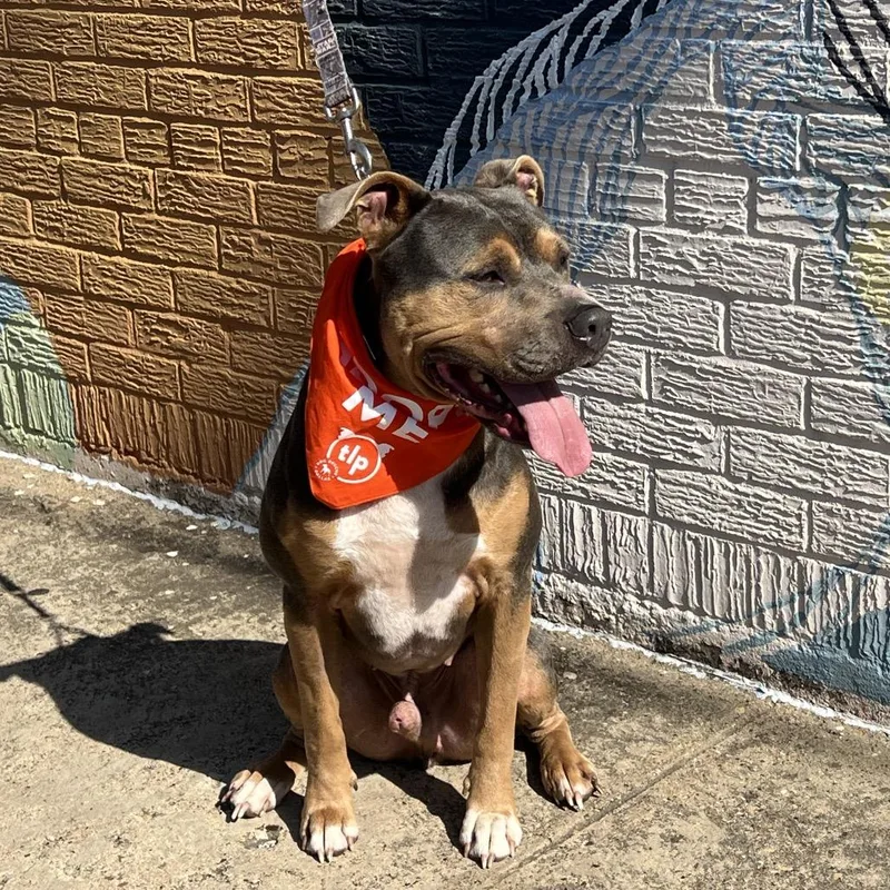 Smuggler thumbnail 5