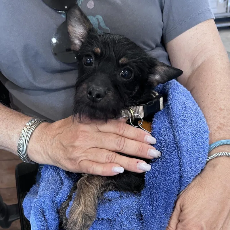 A young small-sized male Black Terrier dog named Toby for adoption in Prescott, AZ