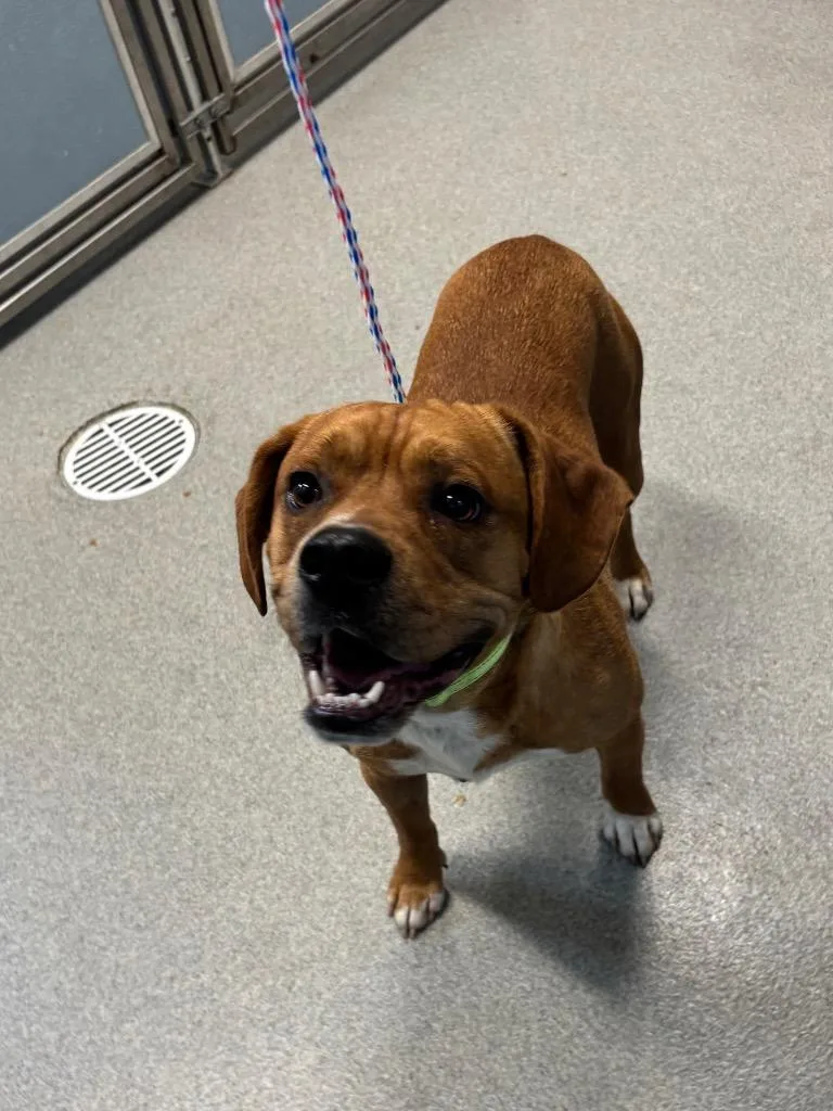 An adult medium-sized male Pit Bull Terrier dog named Bigboy for adoption in Bloomington, IN