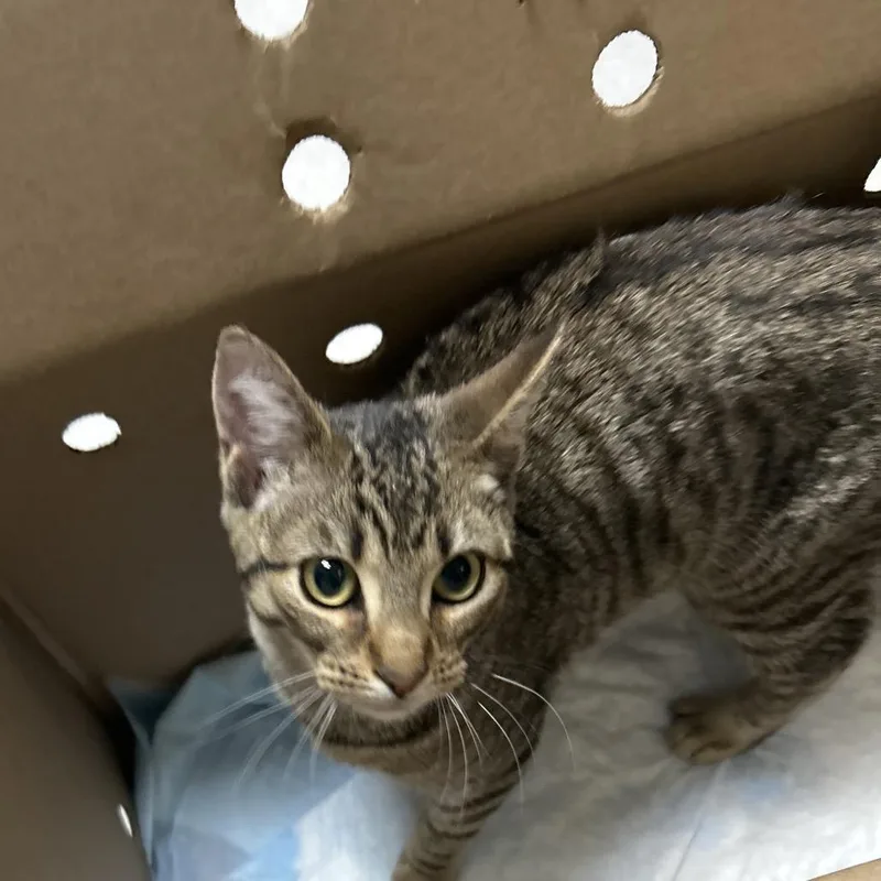 A young small-sized male Domestic Short Hair cat named Tokyo for adoption in Newark, NJ