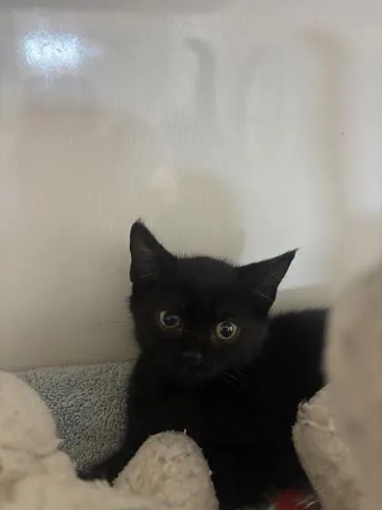 A baby small-sized female Domestic Short Hair cat named Princess for adoption in Manteo, NC
