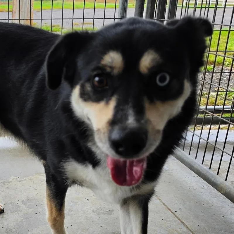 An adult medium-sized male Husky dog named Capitan for adoption in Grinnell, IA