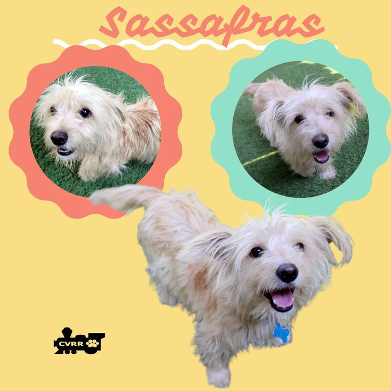 An adult small-sized female Terrier dog named Sassafras for adoption in Lindsay, CA
