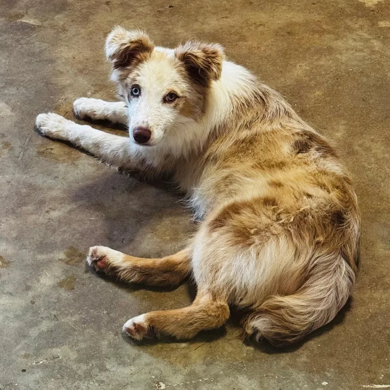 A young medium-sized female White / Cream Australian Shepherd dog named Tally for adoption in Brownsboro, AL