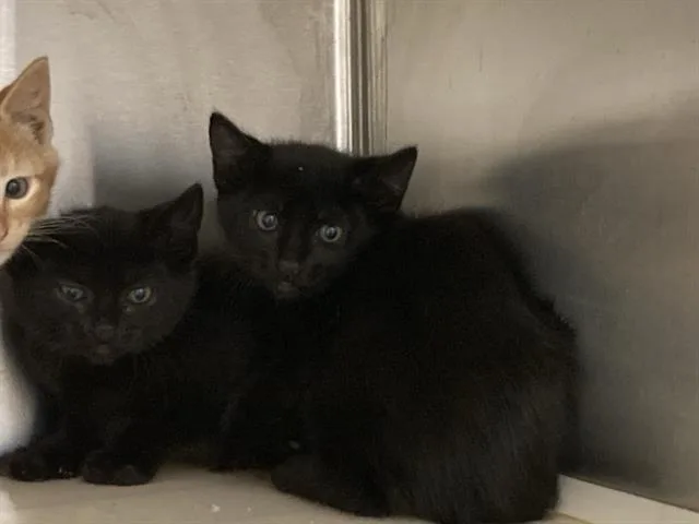 A baby small-sized male Domestic Short Hair cat named Darkwing for adoption in Tustin, CA