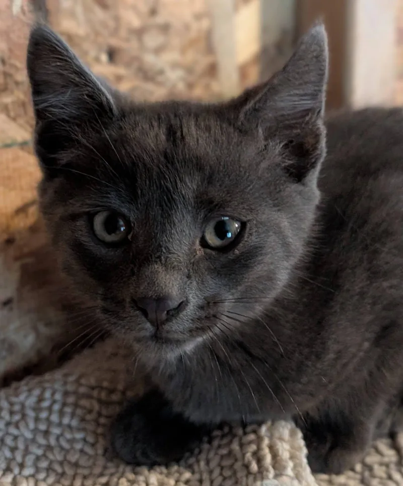 A baby medium-sized male Tabby (Gray / Blue / Silver) Tabby cat named Slate for adoption in Libby, MT