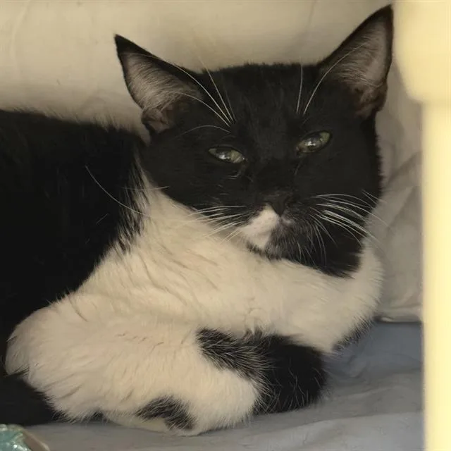 A young large-sized female Domestic Short Hair cat named Marge for adoption in Las Vegas, NV