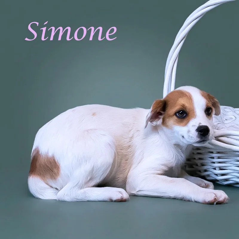 Simone D