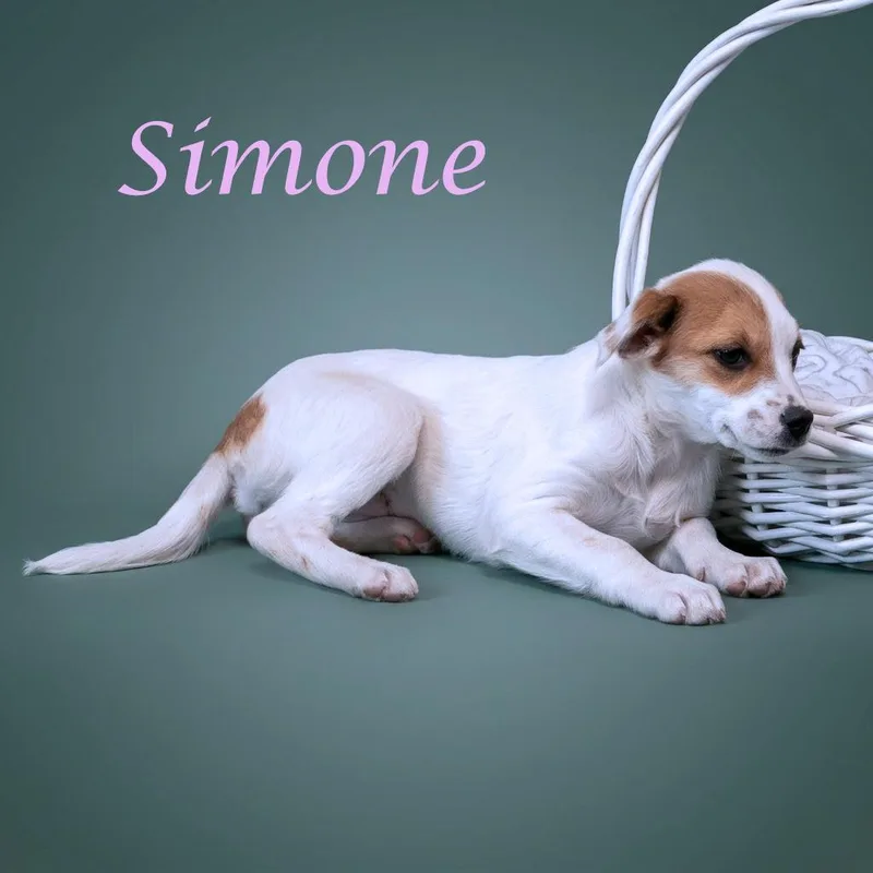 Simone D thumbnail 3