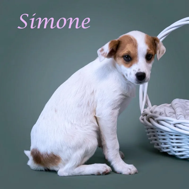Simone D thumbnail 4