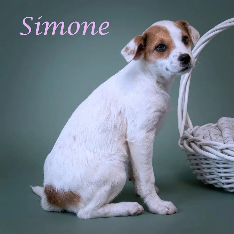 Simone D thumbnail 5