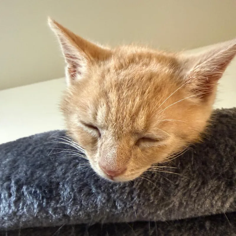 A baby small-sized male Orange / Red Domestic Short Hair cat named Clementine for adoption in Germantown, MD